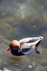 Kolbenente (2 von 5).jpg